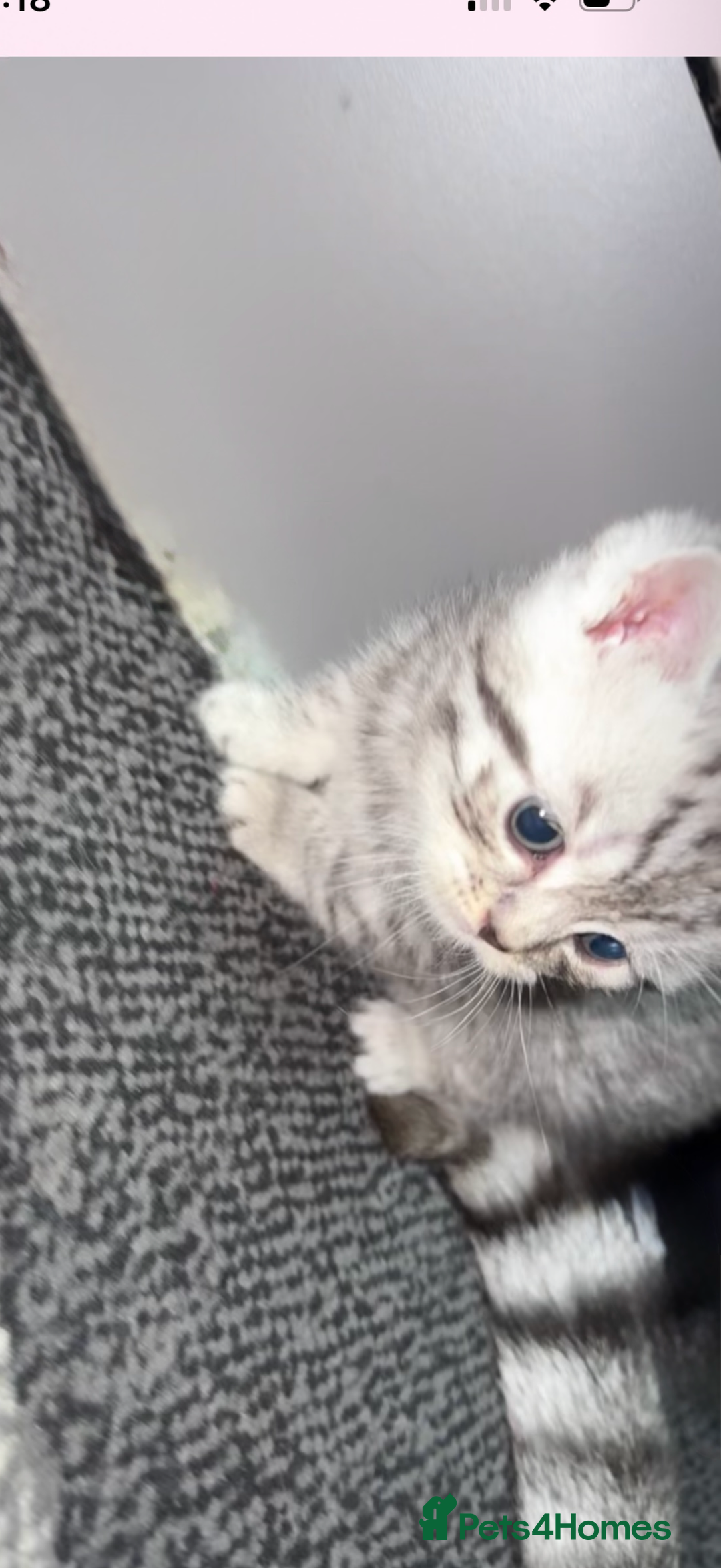 British Shorthair cats for sale: 4 beautiful tabby british shorthair kittens - Advert 21