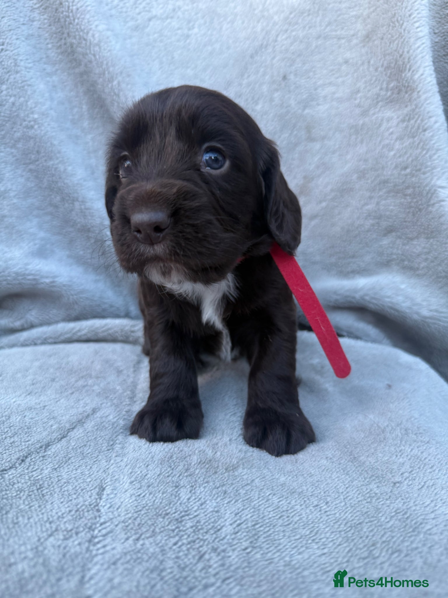 Cocker Spaniel dogs Beautiful spaniels  - Advert 1