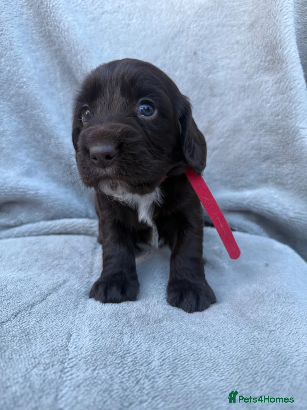 Cocker Spaniel dogs for sale: Beautiful spaniels  - Advert 1