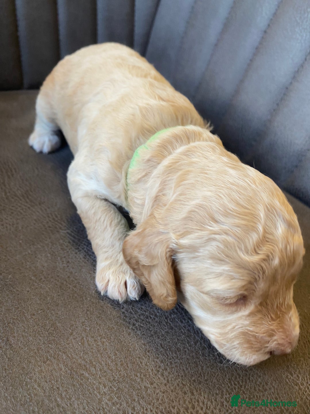 Cockapoo dogs for sale: Cockapoo Puppies - 2 male - 4 female - Image 14
