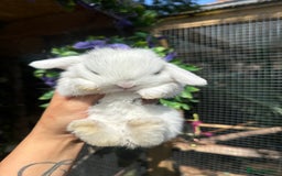 Mini Lop rabbits for sale: Cutest Baby Mini Lop Bunny’s  - Image 3