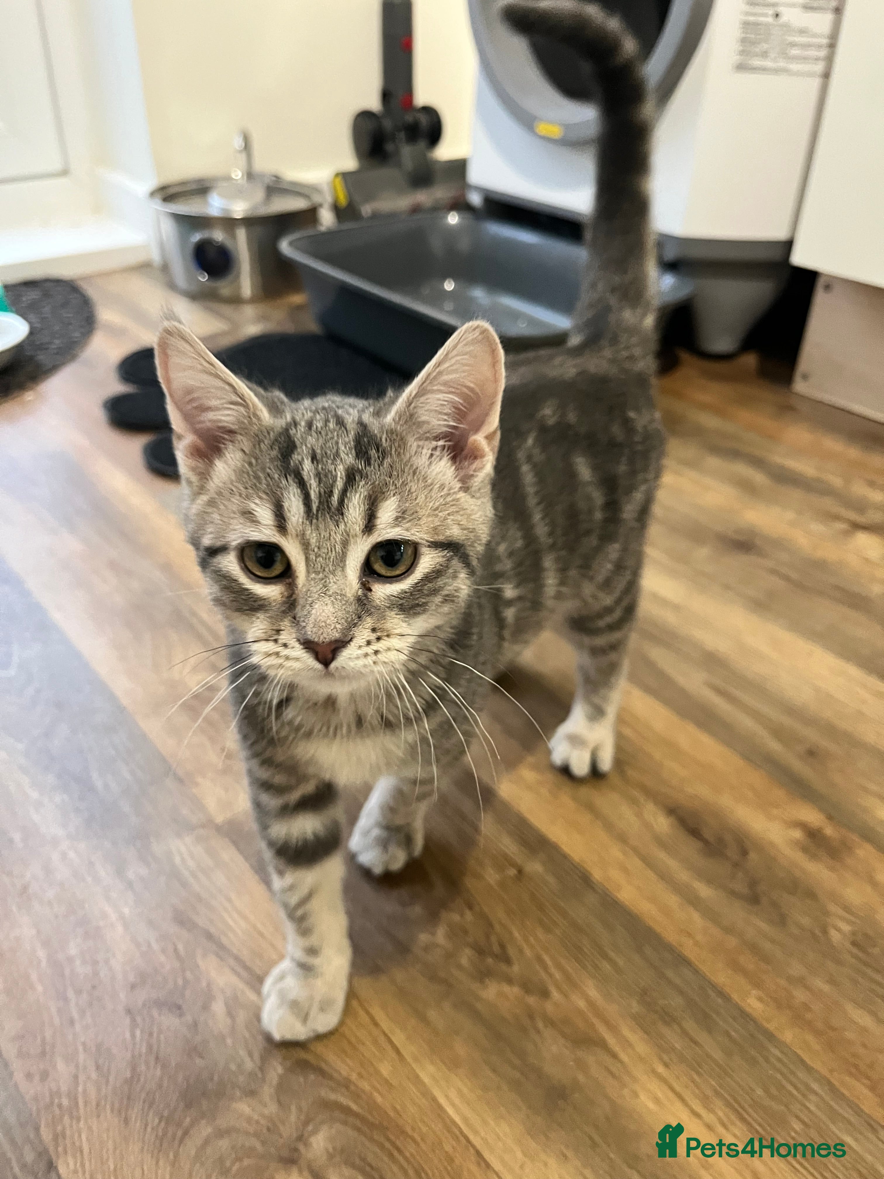 American Shorthair cats 16 weeks old kitten - Advert 5