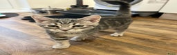 American Shorthair cats for sale: 16 weeks old kitten - Advert 1