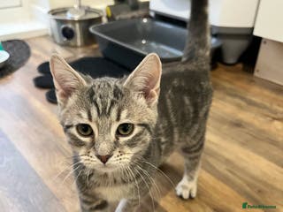 American Shorthair cats 16 weeks old kitten - Advert 3