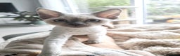 Devon Rex cats for sale: No longer available💙Blue Point Devon Rex Boy 💙 - Advert 9