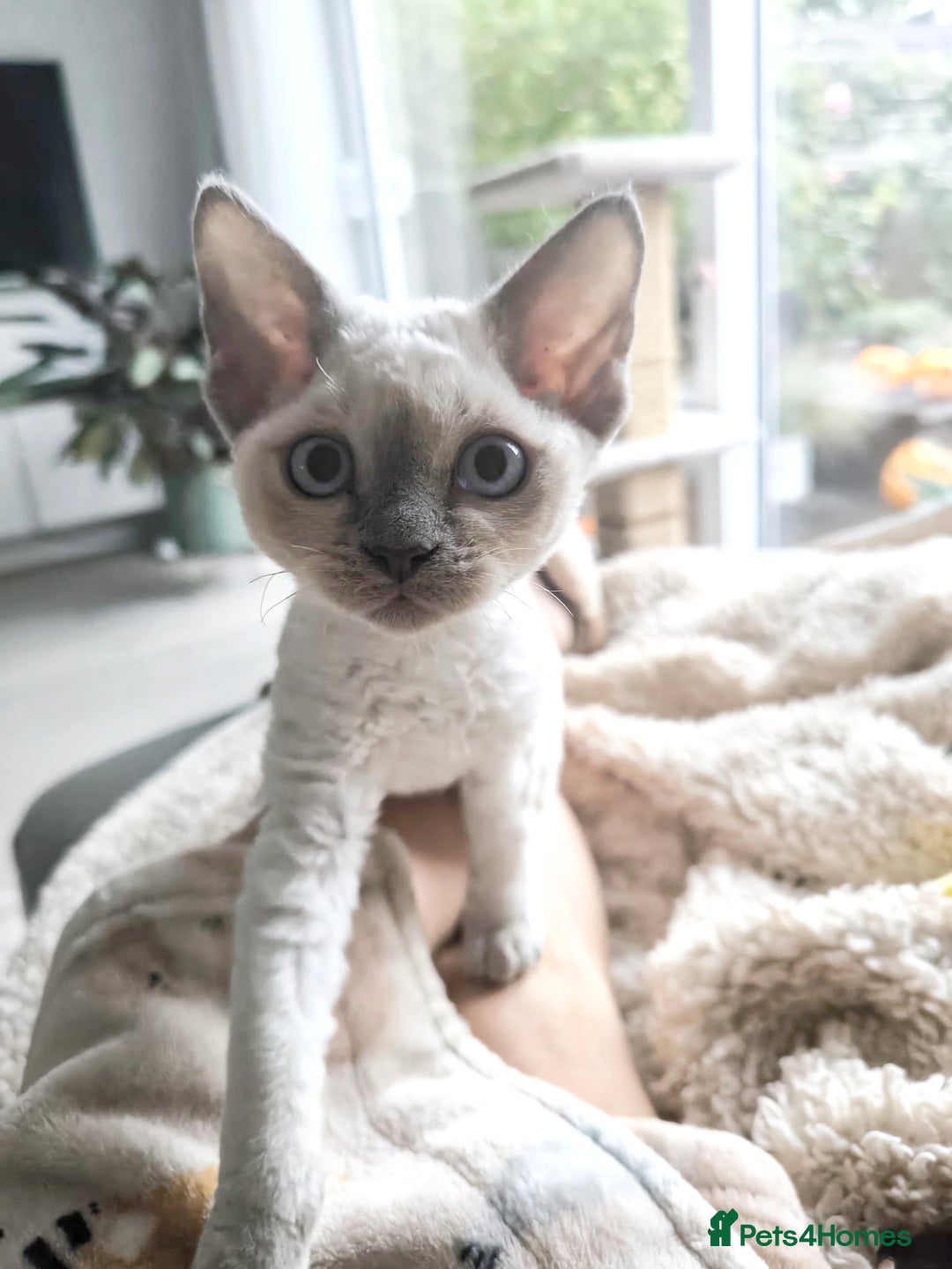 Devon Rex cats for sale: No longer available💙Blue Point Devon Rex Boy 💙 - Advert 9