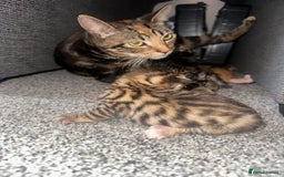 Manx cats for sale: Beautiful Banx Kittens  - Image 25