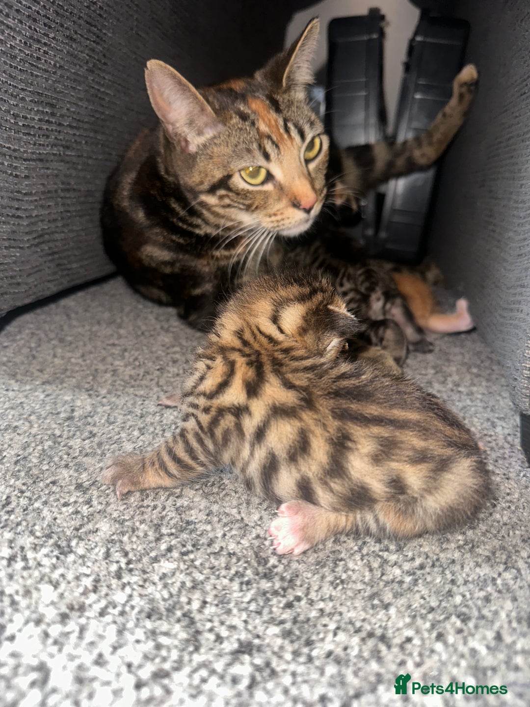Manx cats for sale: Beautiful Banx Kittens  - Image 25