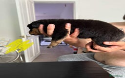 Rottweiler dogs for sale: Rottweiler puppies for sale - Image 6