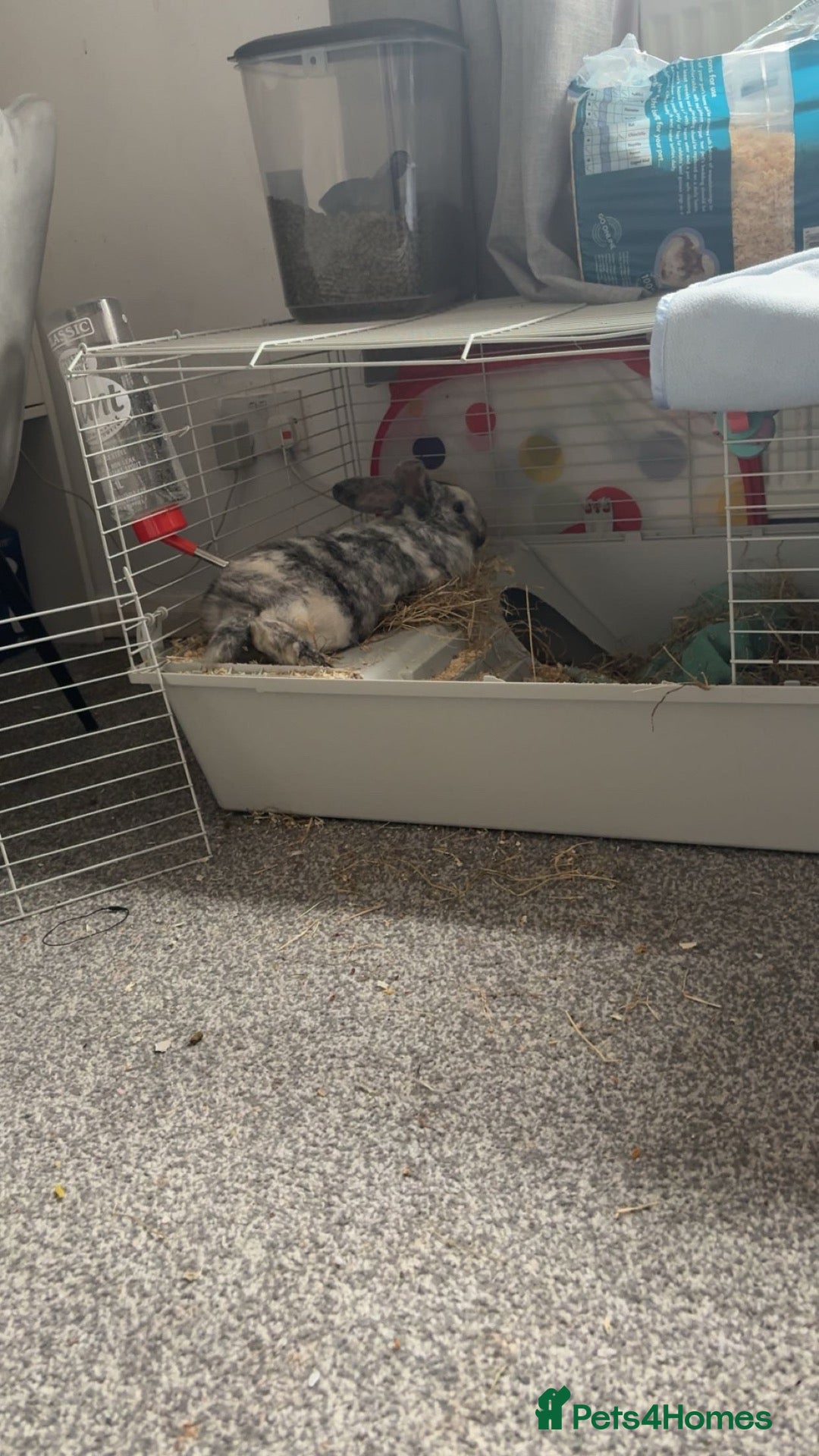 Mixed Breed rabbits Male rabbit for sale - Advert 1
