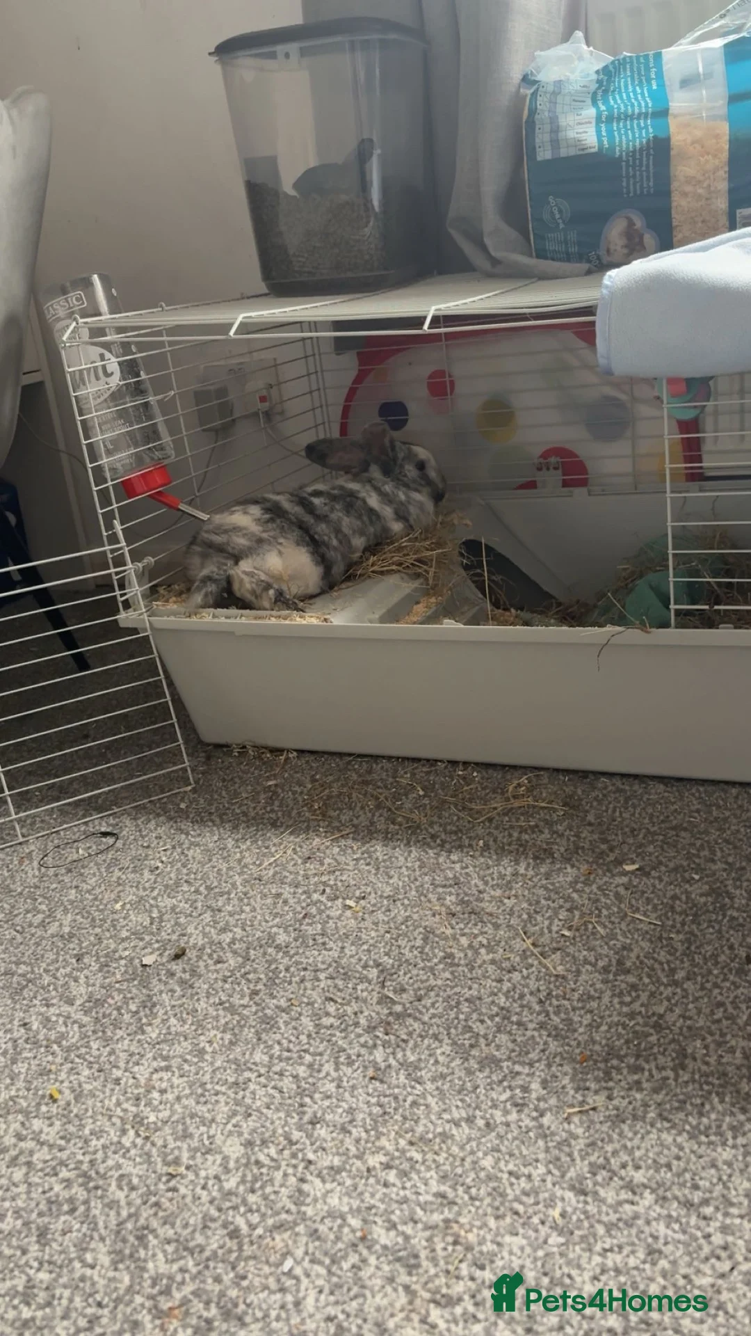 Mixed Breed rabbits for sale: Male rabbit for sale in Manchester - Advert 1