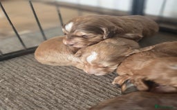 Cockapoo dogs for sale: Cockerpoo puppies F1. Stunning litter  - Image 14