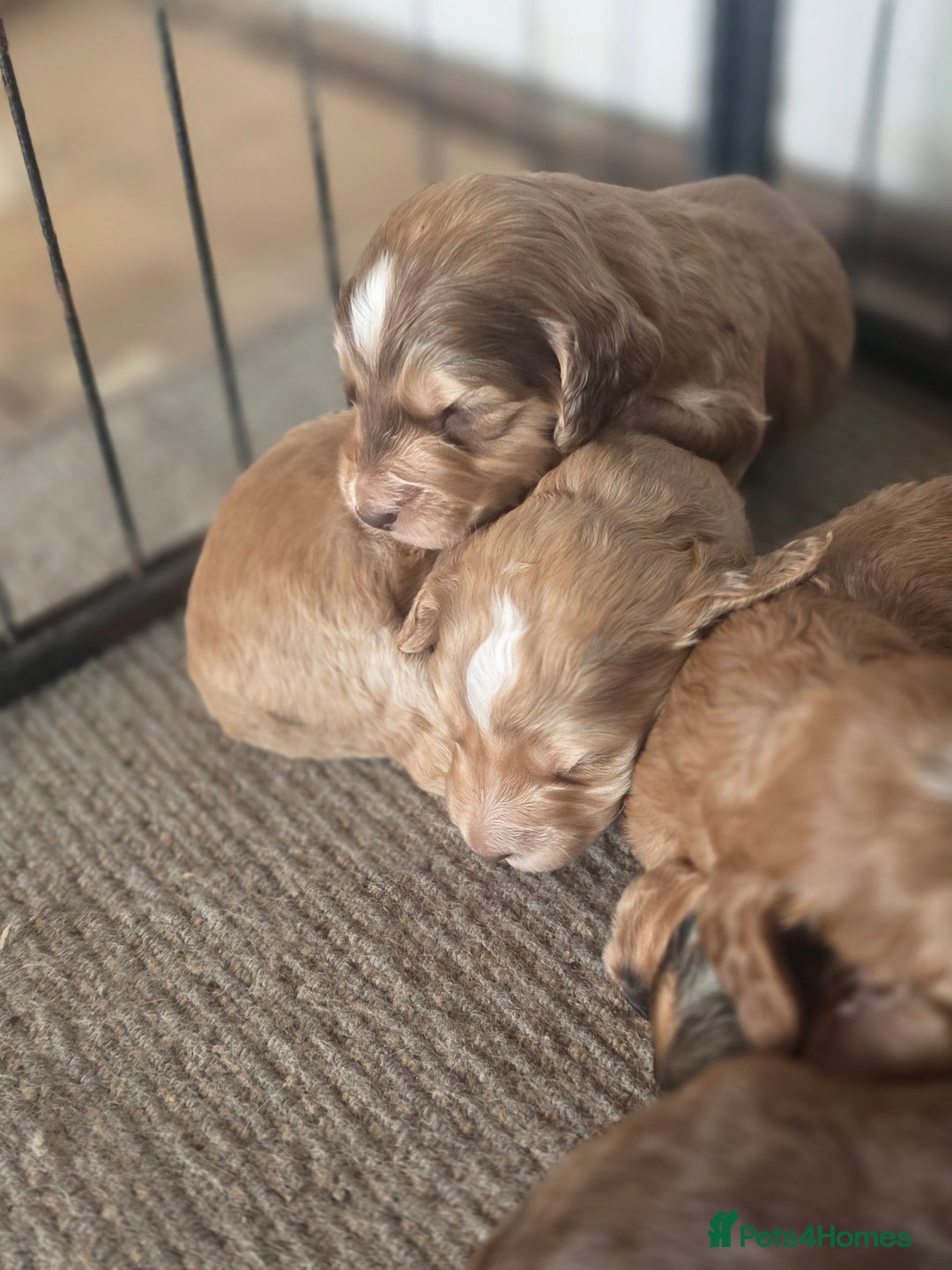 Cockapoo dogs for sale: Cockerpoo puppies F1. Stunning litter  - Image 14