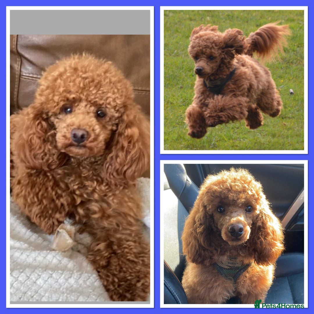 Cavapoo dogs for sale: Expecting a litter-health tested F1b Cavapoo pups - Image 2
