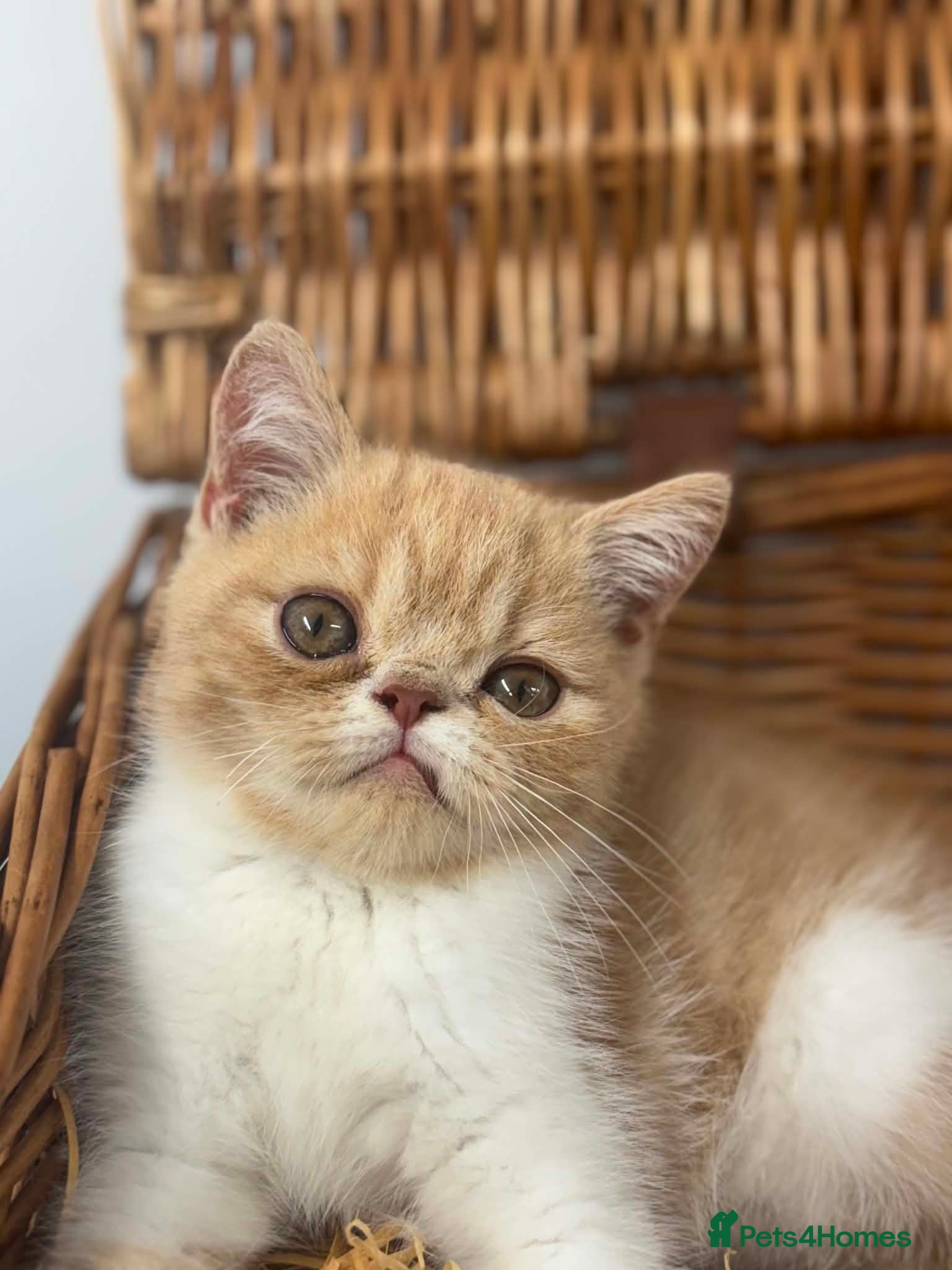 Exotic cats Beautiful exotic female 12 weeks ready to leave  - Advert 10