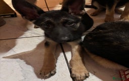 German Shepherd dogs for sale: German shepherd  - Image 9