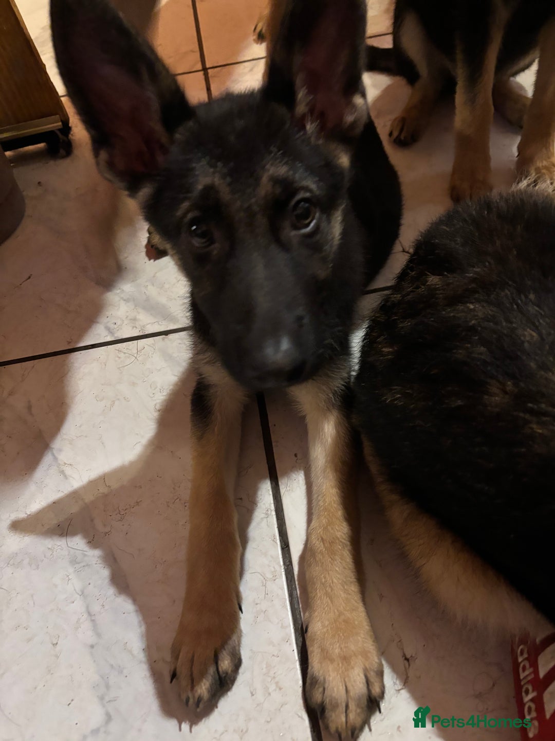 German Shepherd dogs for sale: German shepherd  - Image 9