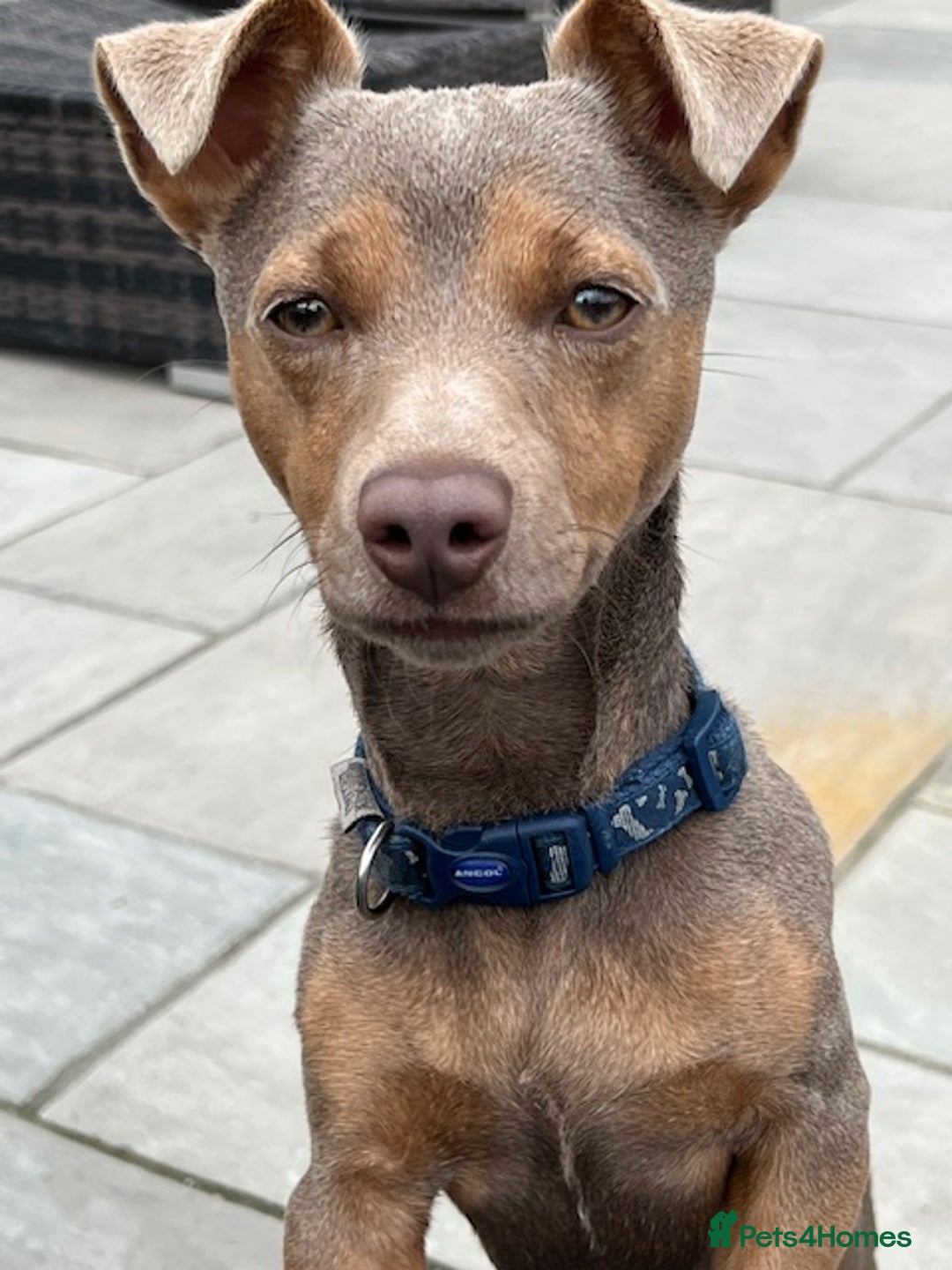 Jack Russell dogs for sale: STUNNING MINIATURE JRT's FOR SALE - Advert 3