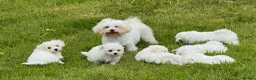 Mixed Breed dogs for sale: Beautiful litter of F1 Maltichon Puppies - Advert 13