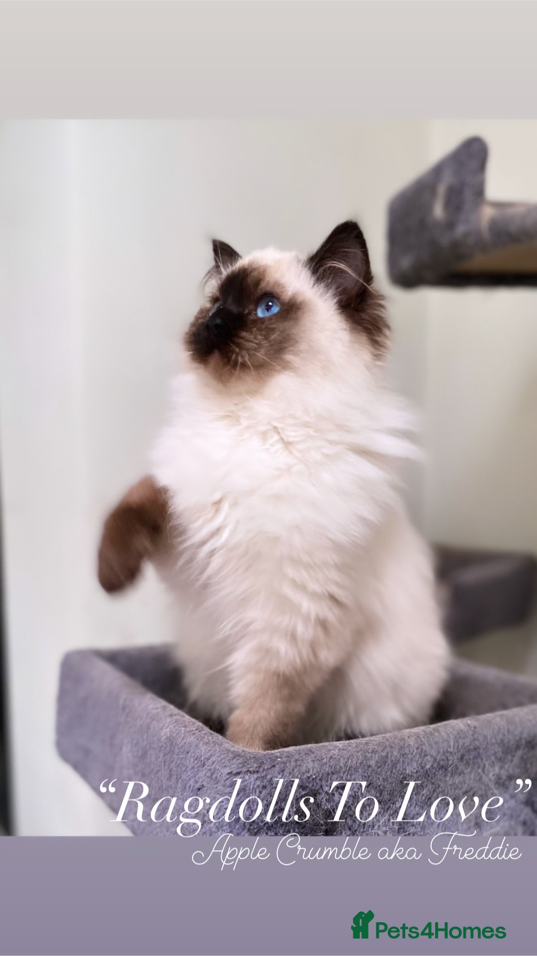 Ragdoll cats for sale: Champion blood dilute blue tabby ragdoll kitten - Image 25