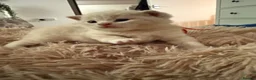 British Shorthair cats for sale: Sought after cream kittens - Advert 10