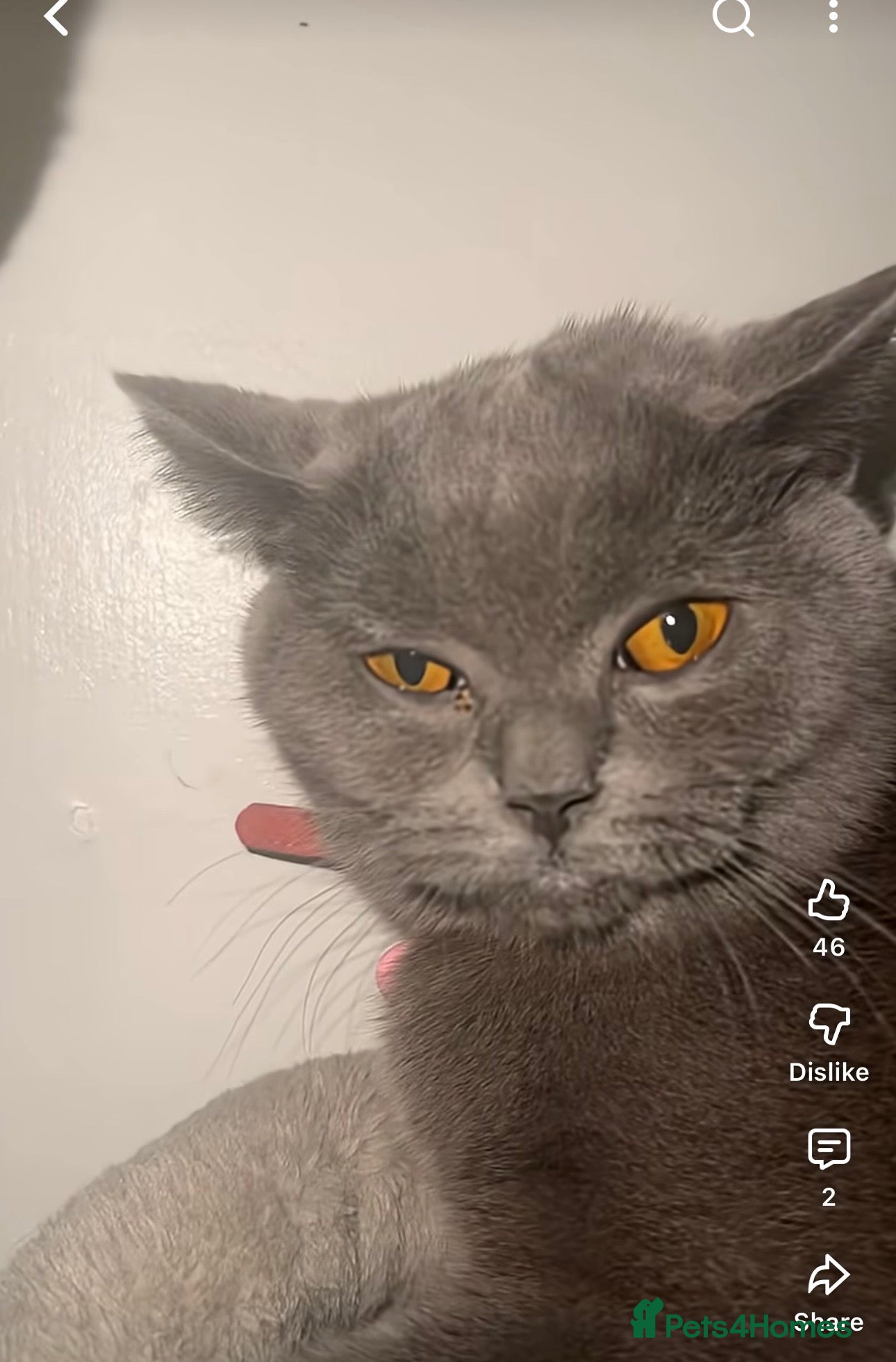 British Shorthair cats  pure petgree Blue British Shorthairs  - Advert 4