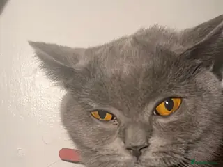 British Shorthair cats pure petgree Blue British Shorthairs - Advert 4