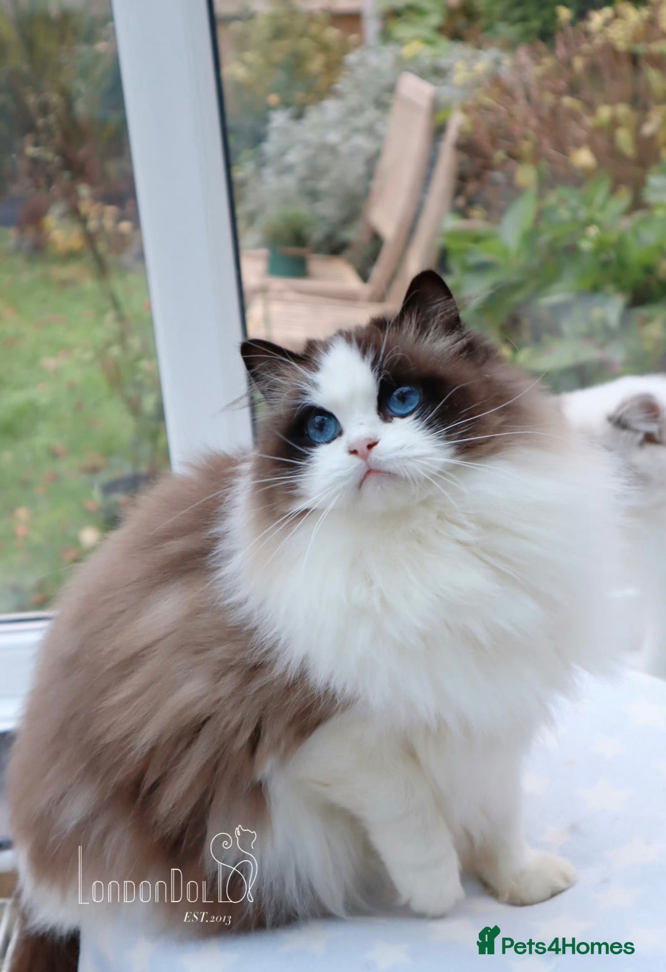 Ragdoll cats Tica Champion line gorgeous lynx bicolour kittens - Advert 1