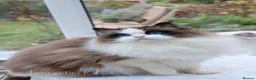Ragdoll cats for sale: Tica Champion line gorgeous lynx bicolour kittens in Uxbridge - Advert 1