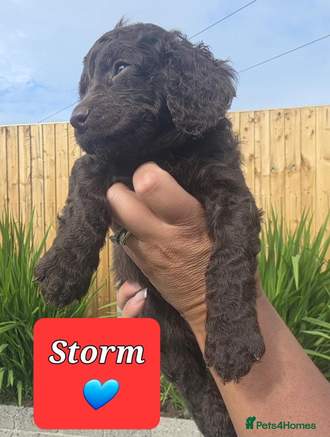 Sproodle dogs for sale: Gorgeous Chocolate Sproodle Puppies - Image 6