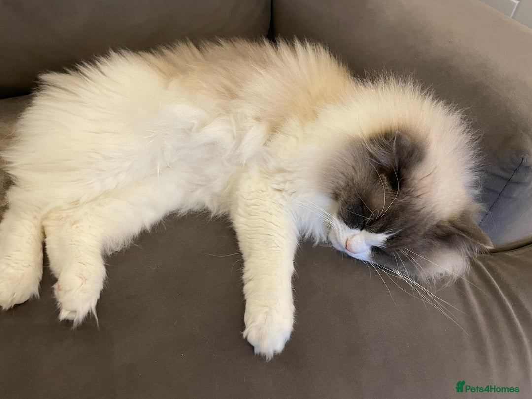 Ragdoll cats for sale: Brother Sister Ragdolls for Rehoming  - Image 23