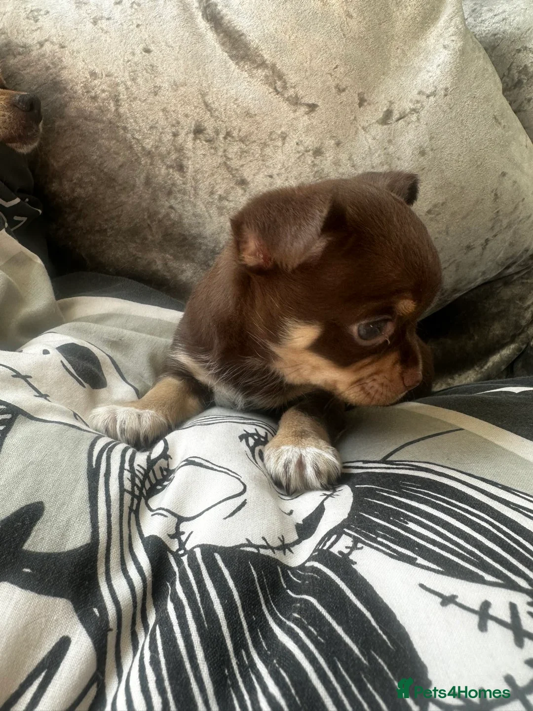 Chihuahua dogs for sale: Beautiful chihuahua puppies  - Advert 25