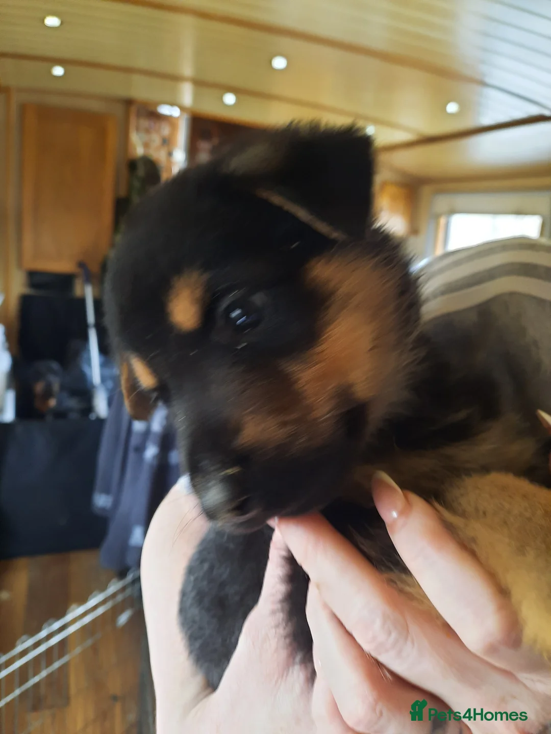 Mixed Breed dogs for sale: Rottweiler X German Shepherd Puppies  in Bristol - Advert 20