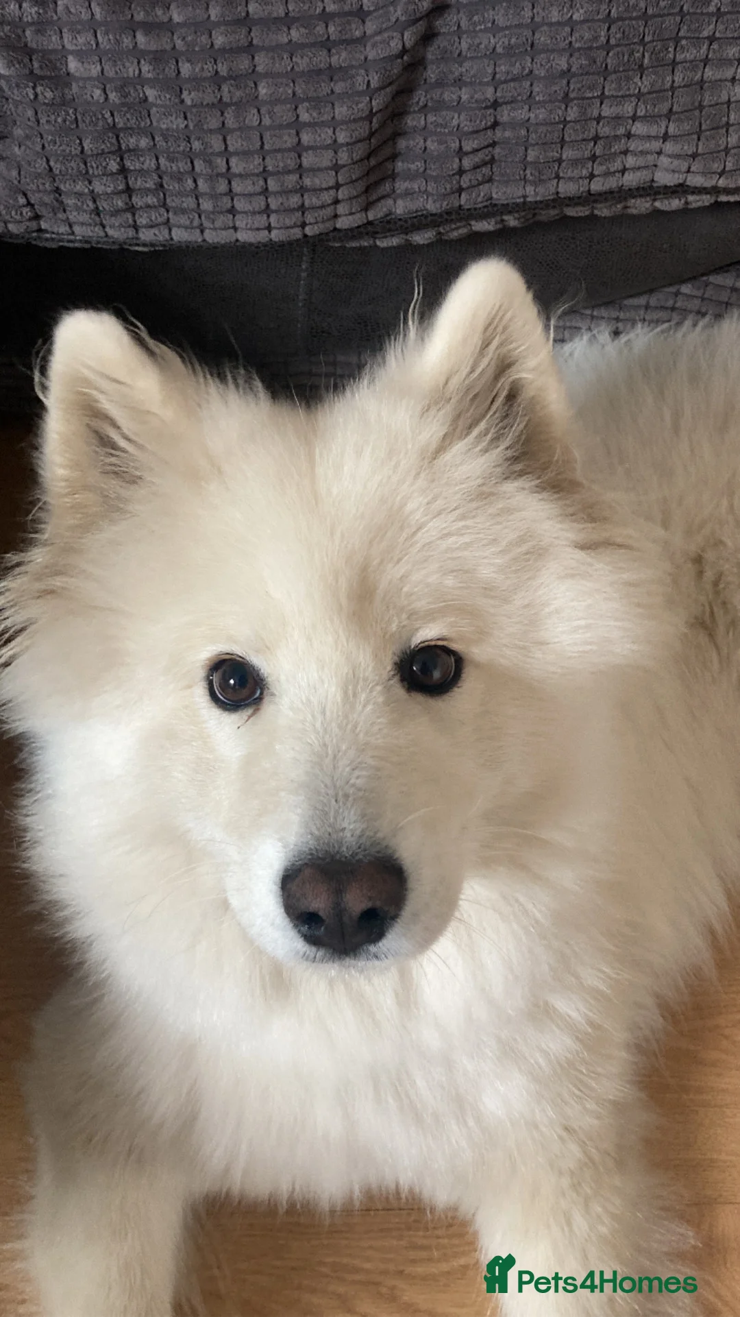 Samoyed dogs for sale: KC registered Samoyed Female - Advert 2
