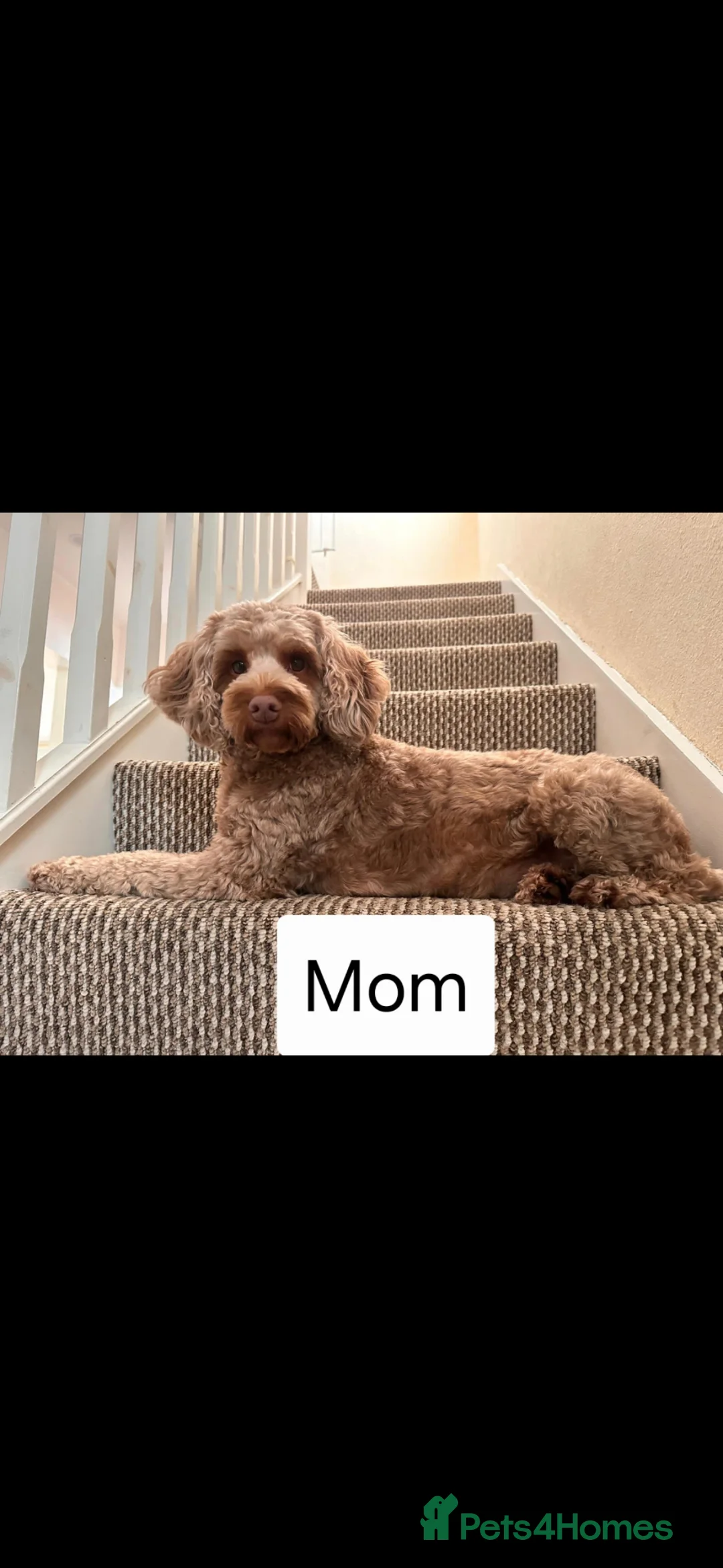 Cockapoo dogs for sale: Cockapoo F1b  Puppies - Advert 11