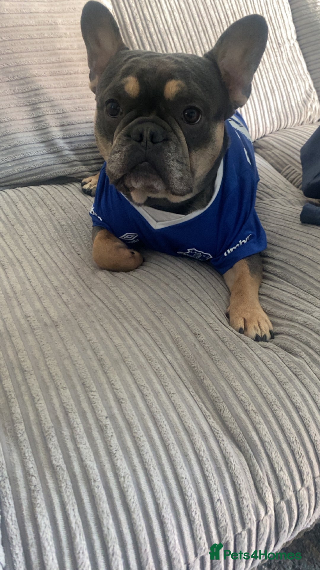 French Bulldog dogs for sale: French bull dog 3 years old  - Advert 2