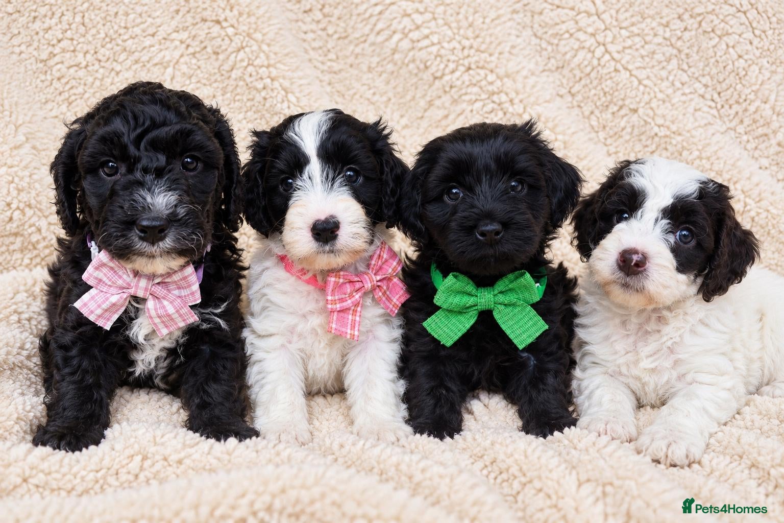 Australian Labradoodle dogs for sale: *ONLY 4 girls available* Australian Labradoodle  - Advert 1