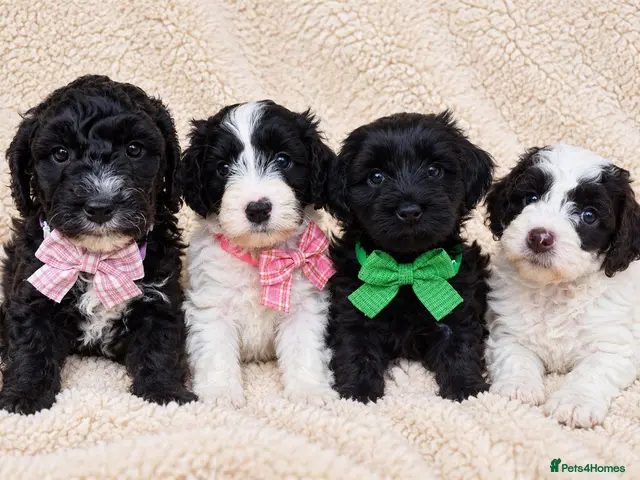 Australian Labradoodle dogs for sale: *ONLY 4 girls available* Australian Labradoodle - Advert 1