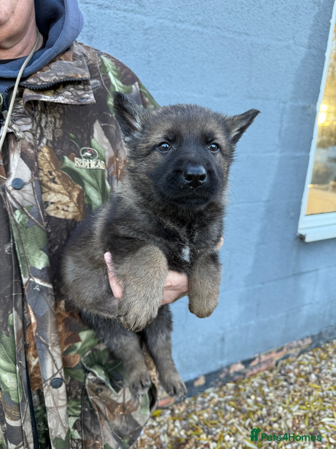 German Shepherd dogs for sale: Beautiful kc reg working line German shepherds  - Advert 9