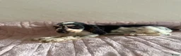 Cocker Spaniel dogs for sale: KC Ticked Show type cocker Spaniel READY NOW  - Advert 15