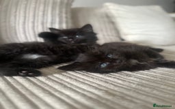 Turkish Angora cats for sale: 2 Beautiful Turkish Angora X Persian Kittens - Image 10