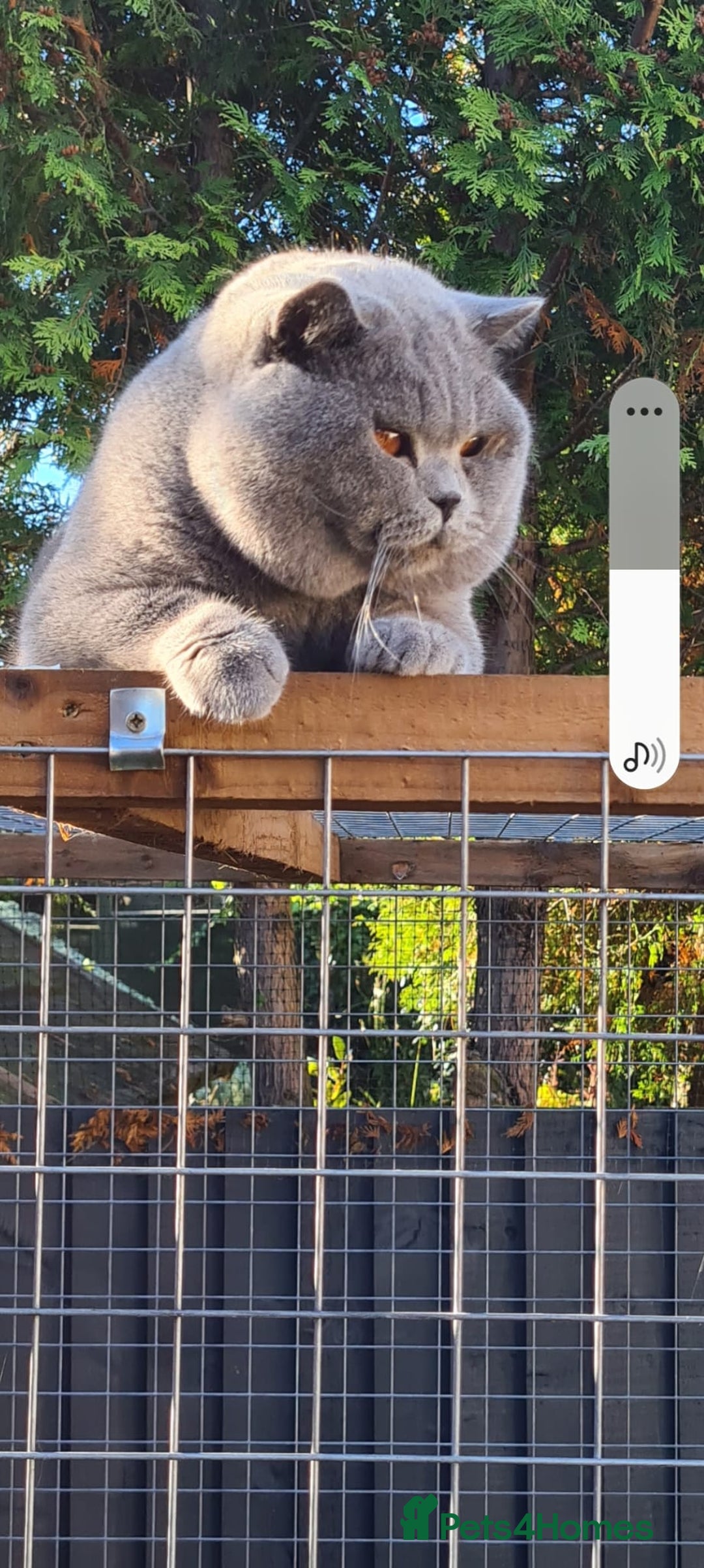British Shorthair cats for stud: BEST QUALITY STUD -IMPORTED FROM EU in Cheltenham - Image 5
