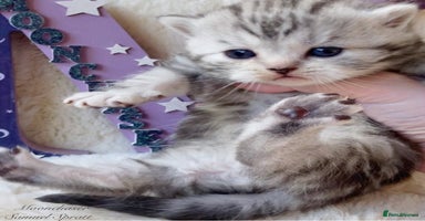 British Shorthair cats - Advert 11