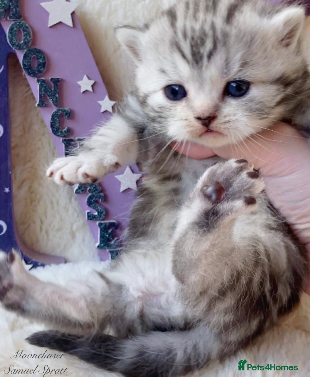 British Shorthair cats for sale: Gorgeous British Shorthair boys - TICA Reg - Advert 3