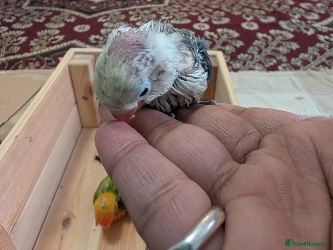 Lovebirds birds for sale: Hand Reared New Born Love Birds - Advert 35