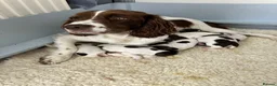 English Springer Spaniel dogs for sale: English Springer Spaniel pups for sale - Advert 1