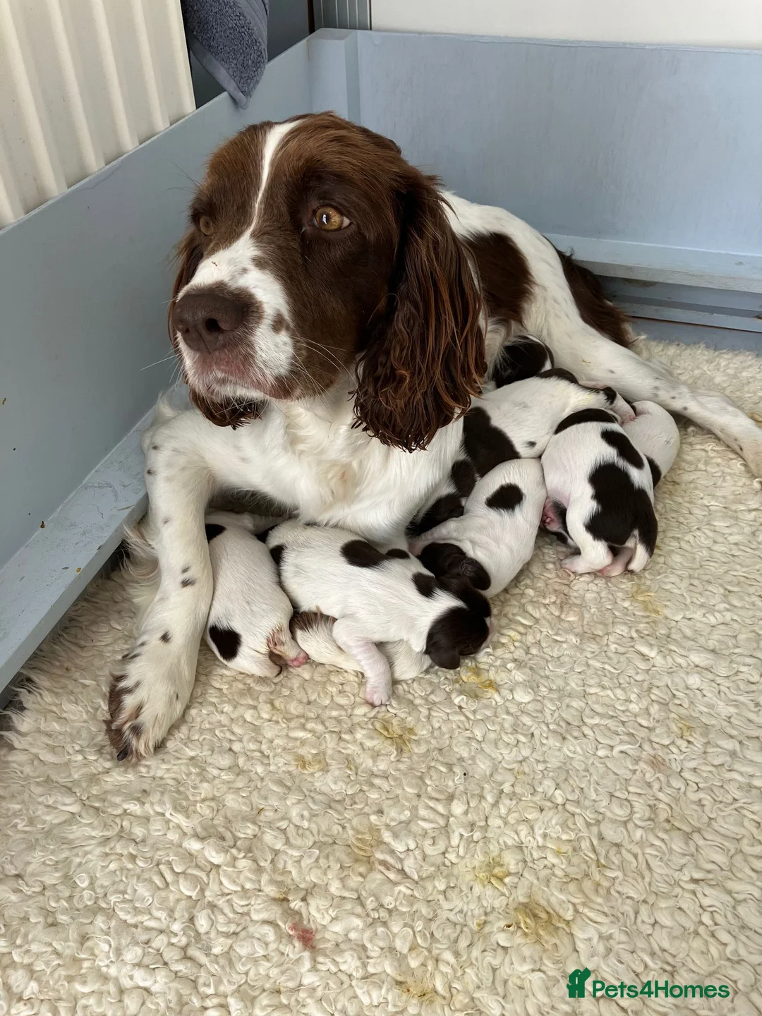 English Springer Spaniel dogs for sale: English Springer Spaniel pups for sale - Advert 1