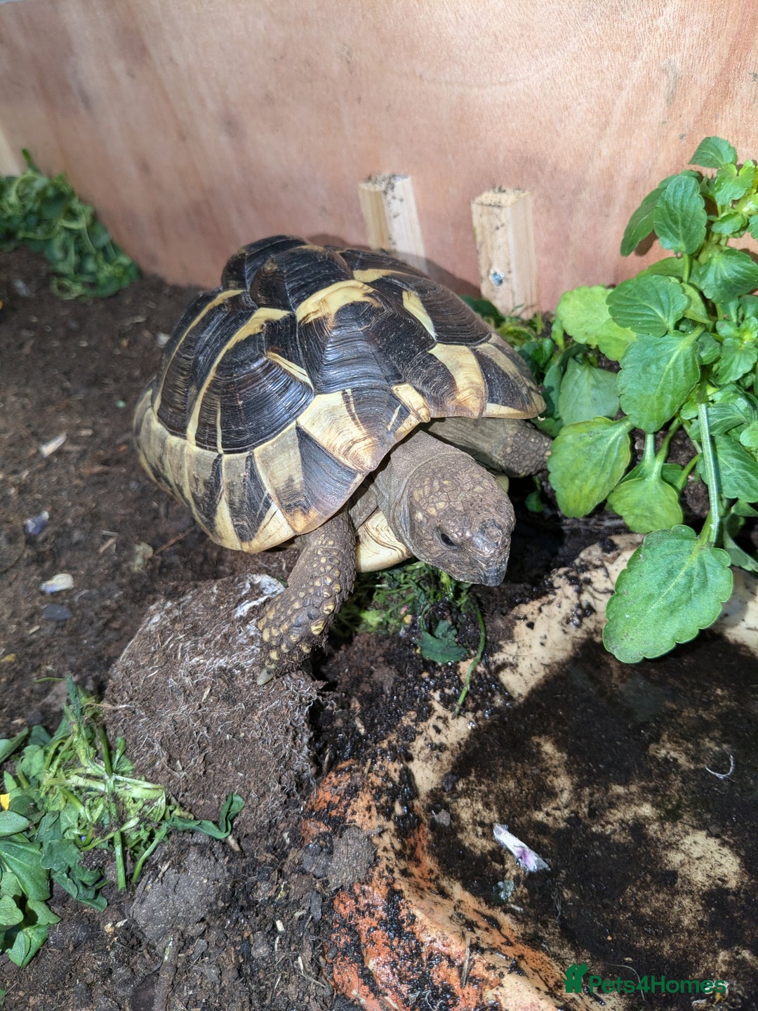 Hermann Tortoise reptiles for sale: 6-year-old Herman Tortoise  - Image 4