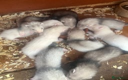 Ferret rodents for sale: Ferrets for sale. - Image 3