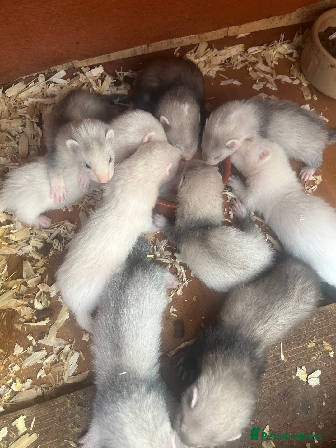 Ferret rodents for sale: Ferrets for sale. - Image 3